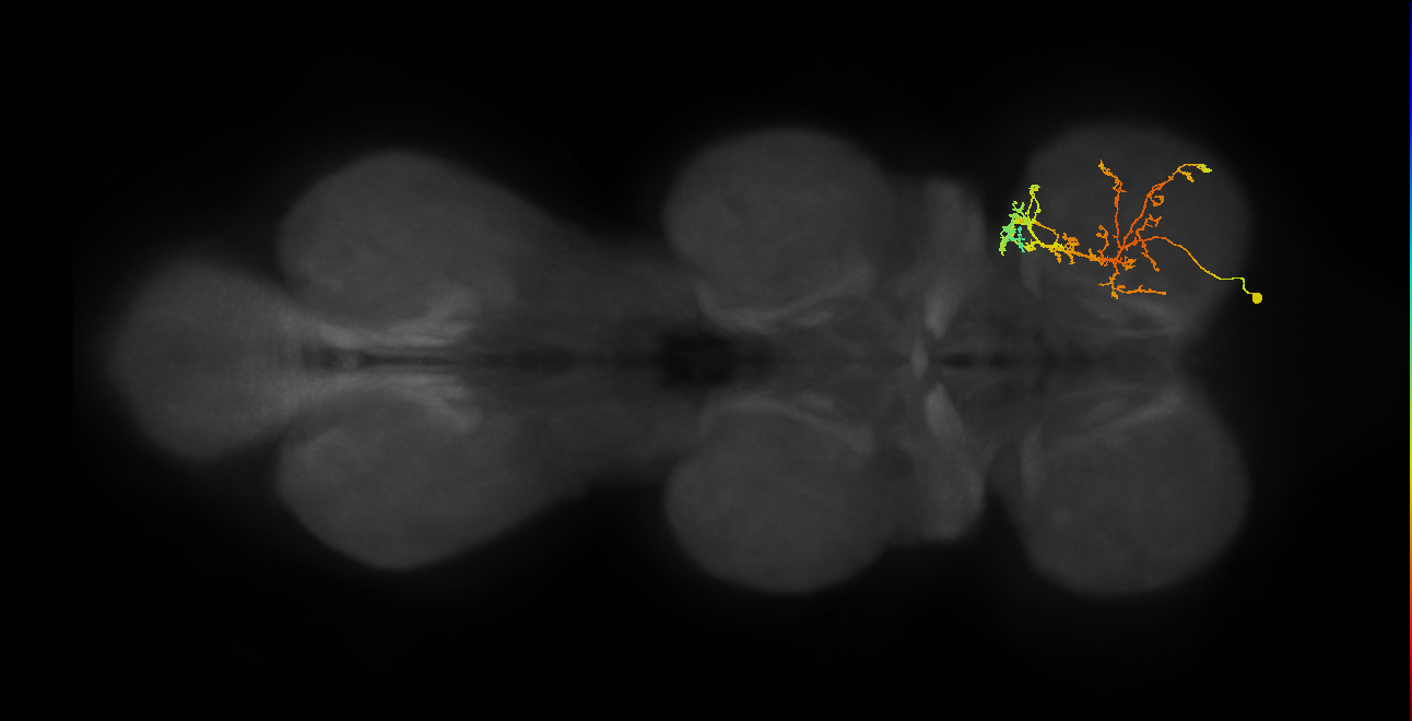 IN08A034_R (MaleCNS:813389)