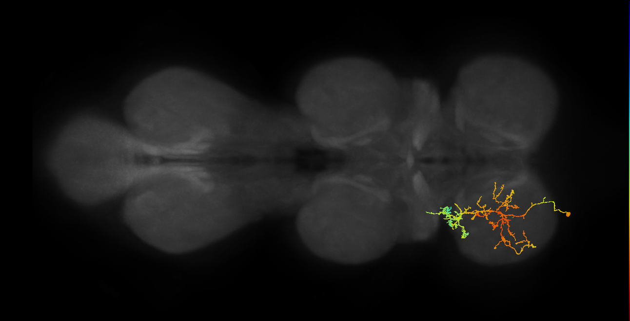 IN08A034_L (MaleCNS:907850)
