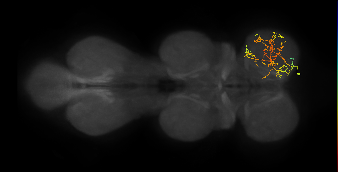 IN08A034_R (MaleCNS:812837)