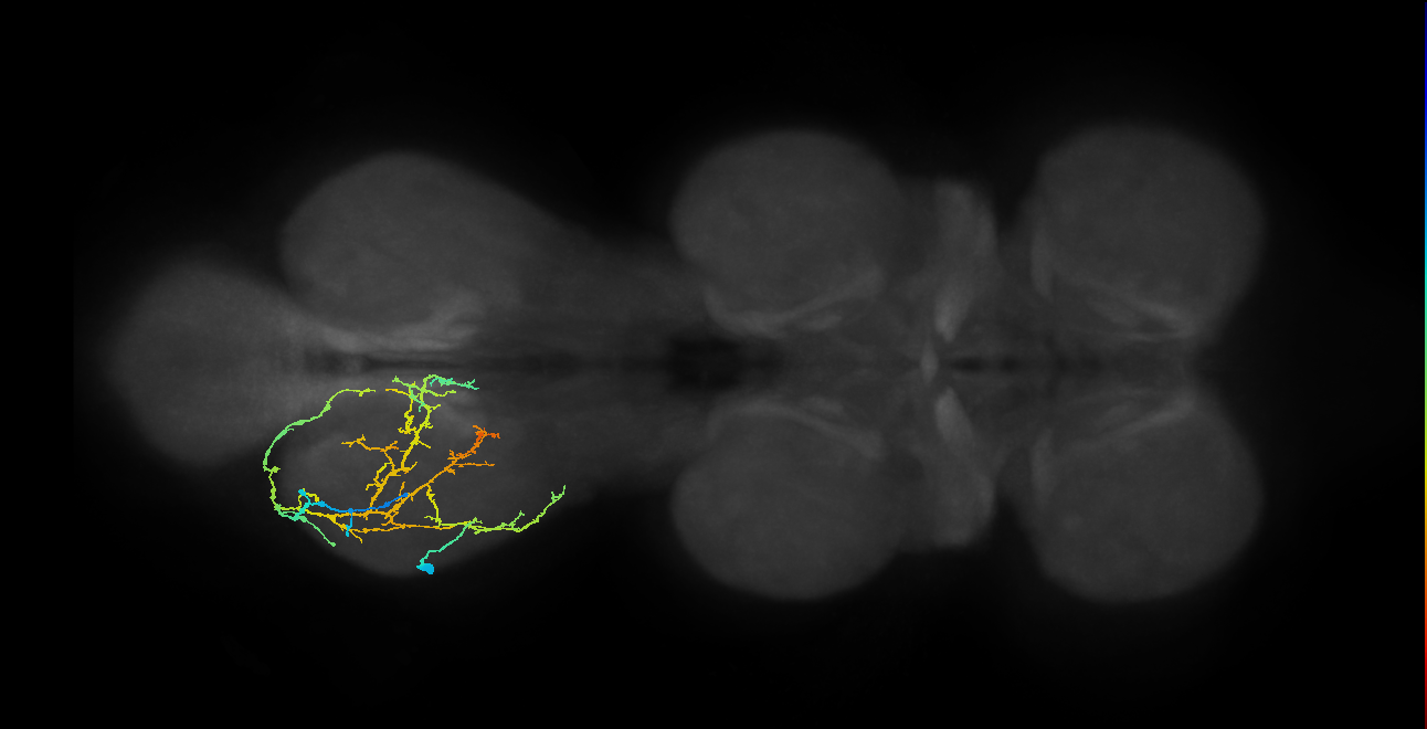 IN08A035_L (MaleCNS:905038)