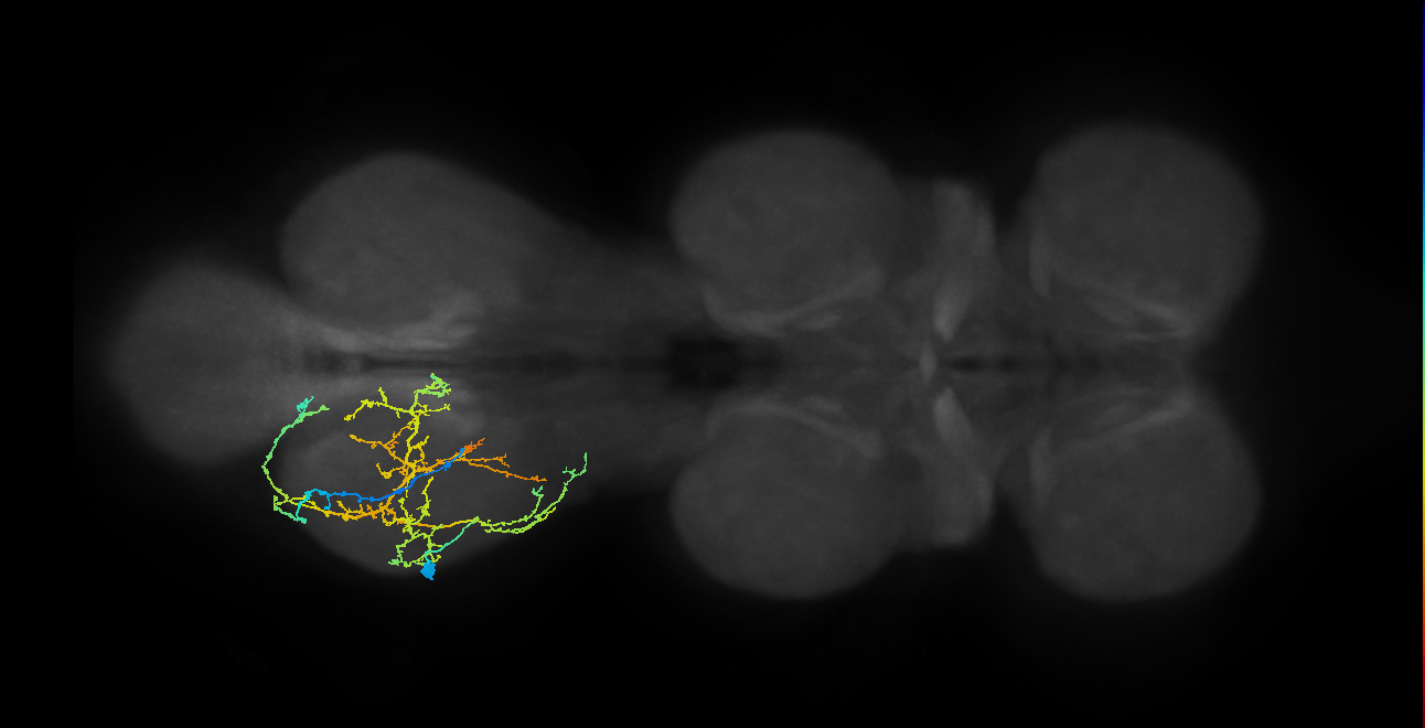 IN08A035_L (MaleCNS:809074)