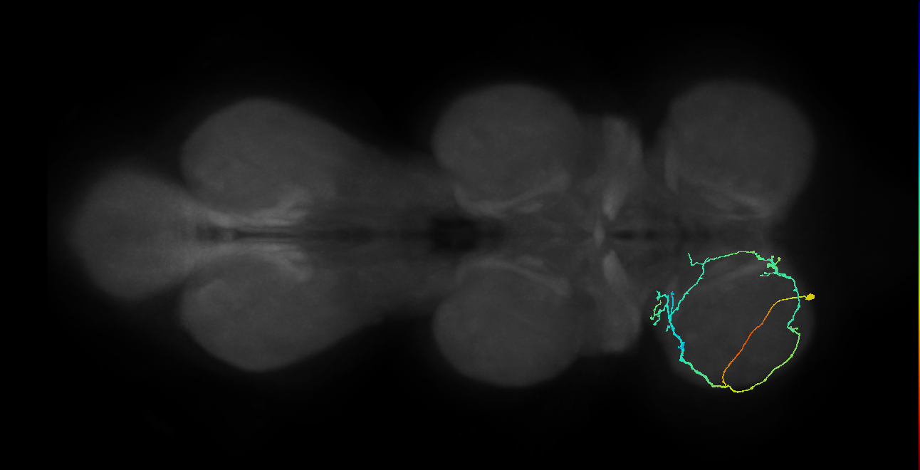 IN08A036_L (MaleCNS:814252)