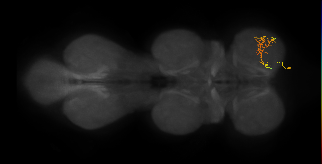 IN08A036_R (MaleCNS:805699)