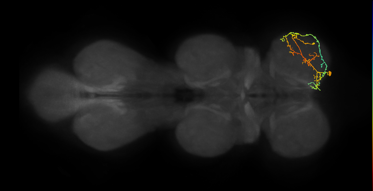IN08A036_R (MaleCNS:809125)