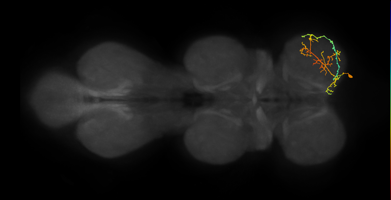 IN08A036_R (MaleCNS:811154)