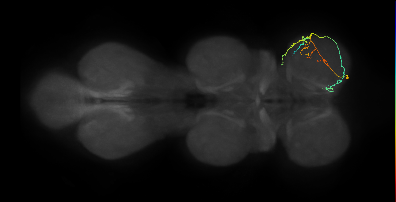 IN08A036_R (MaleCNS:815493)