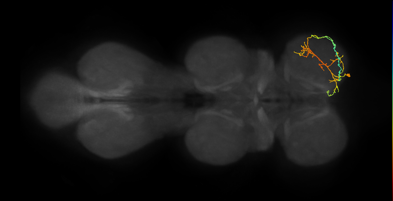 IN08A036_R (MaleCNS:815524)
