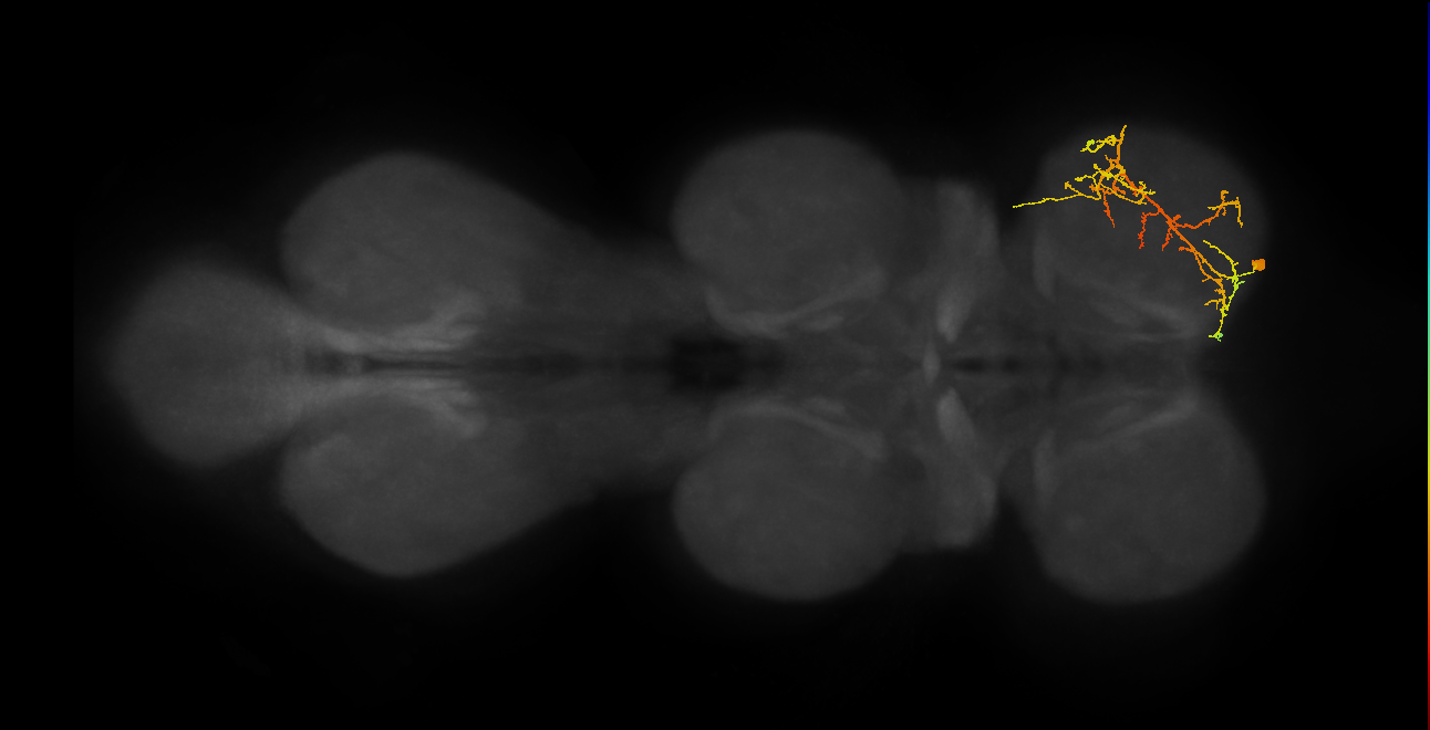 IN08A036_R (MaleCNS:816545)