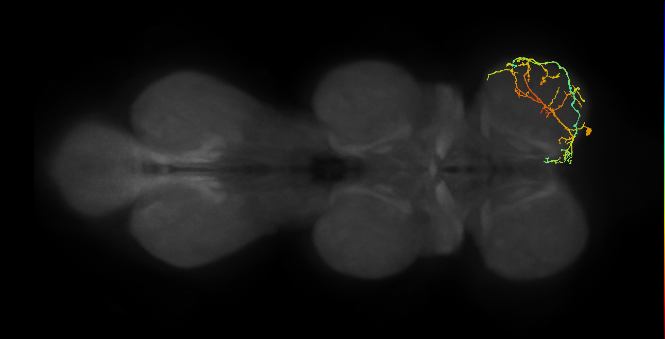 IN08A036_R (MaleCNS:817325)