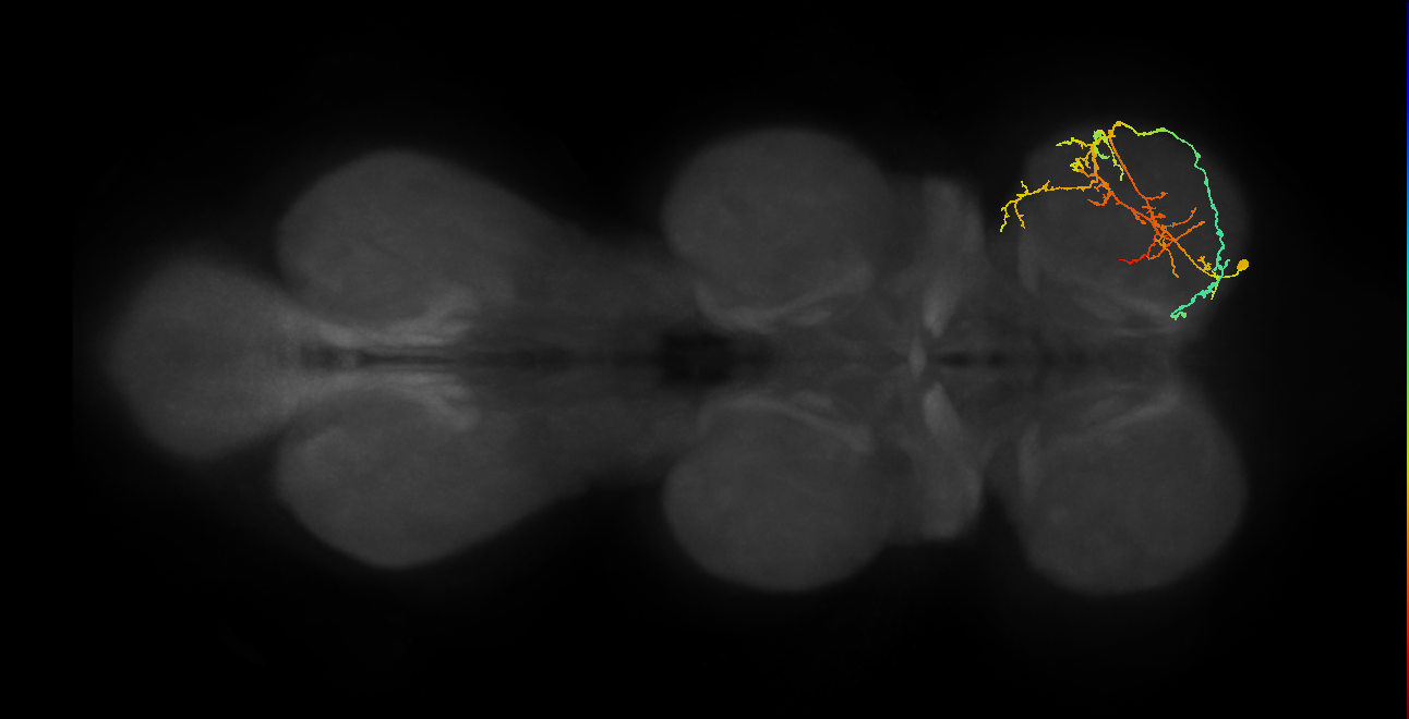 IN08A036_R (MaleCNS:817916)