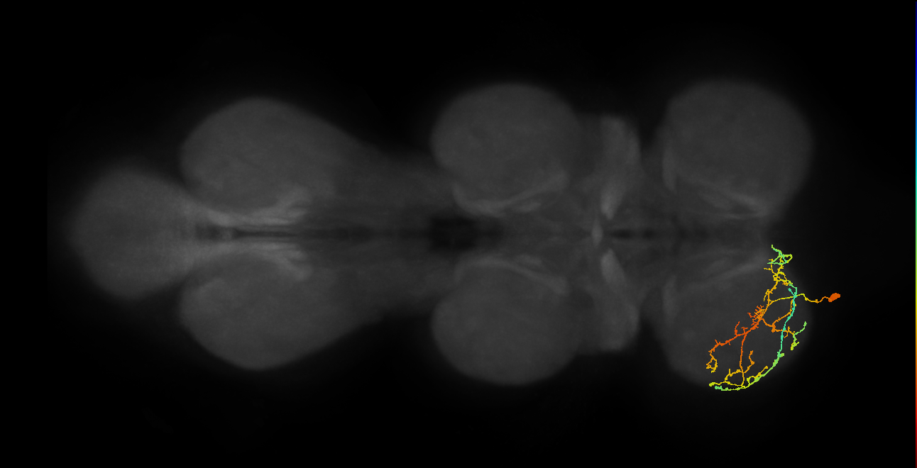 IN08A036_L (MaleCNS:805787)