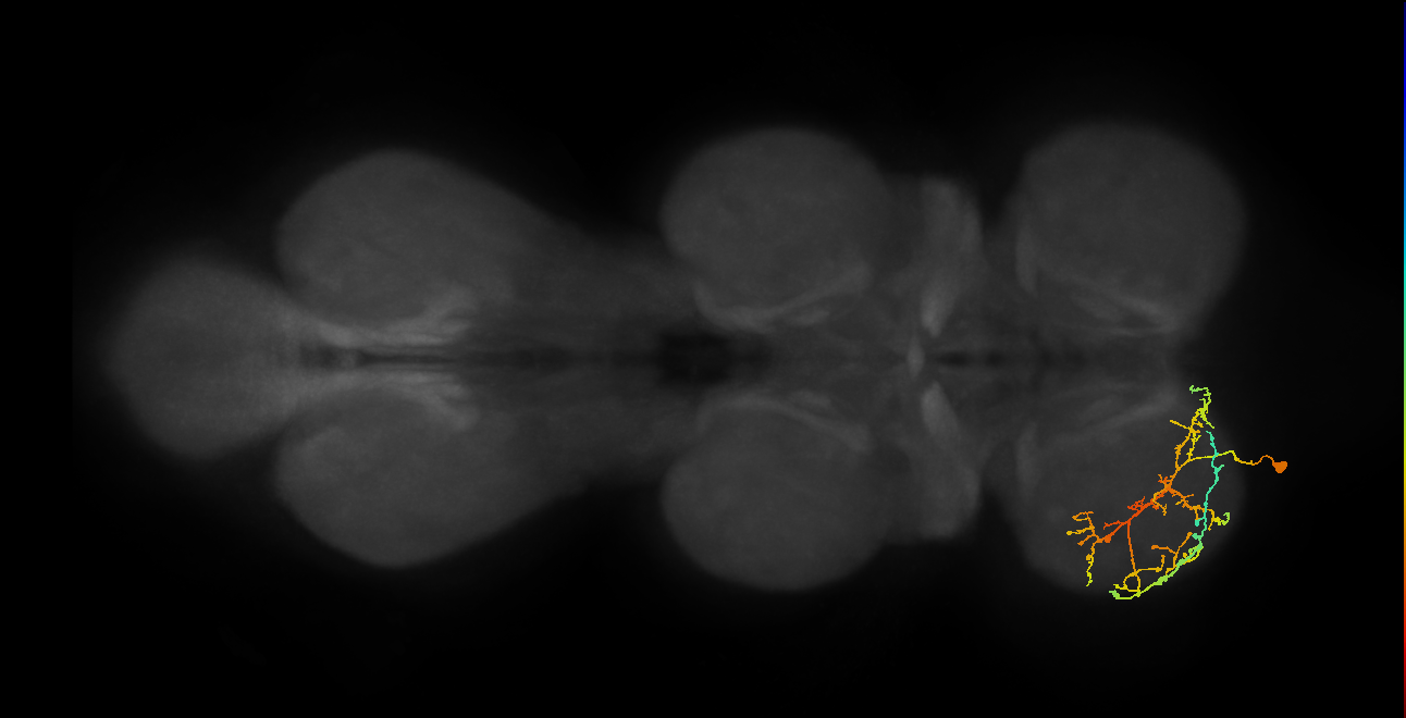 IN08A036_L (MaleCNS:810487)