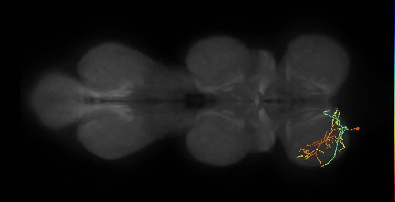 IN08A036_L (MaleCNS:813440)