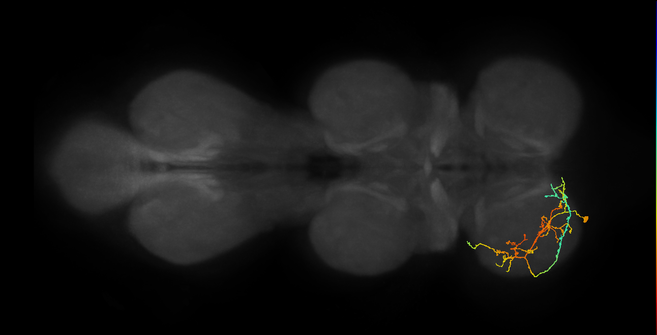 IN08A036_L (MaleCNS:813866)