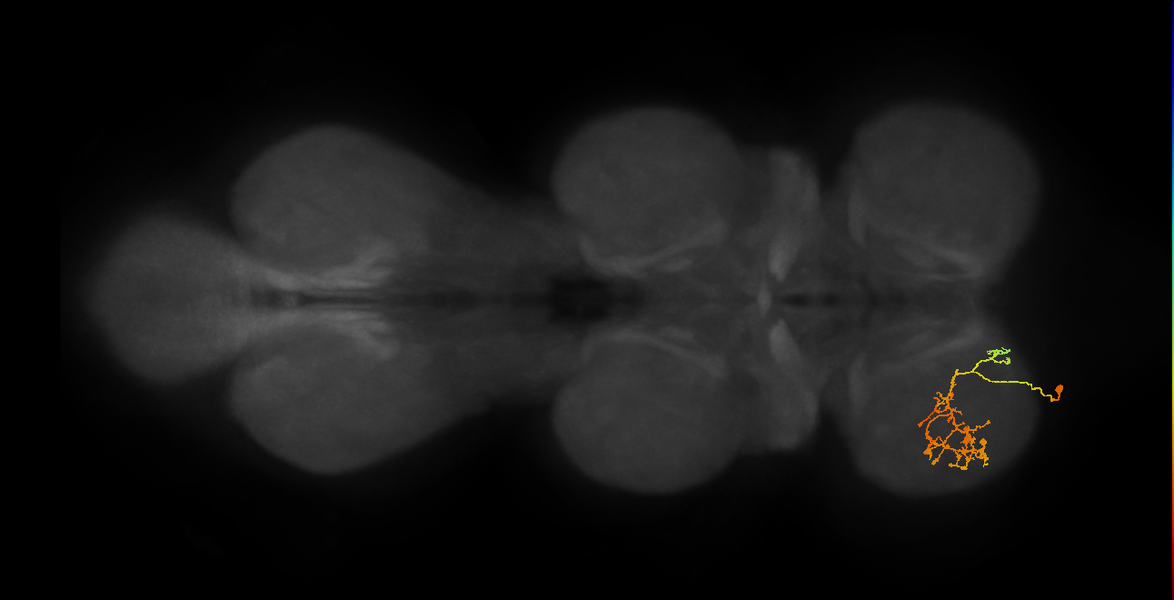 IN08A036_L (MaleCNS:816607)
