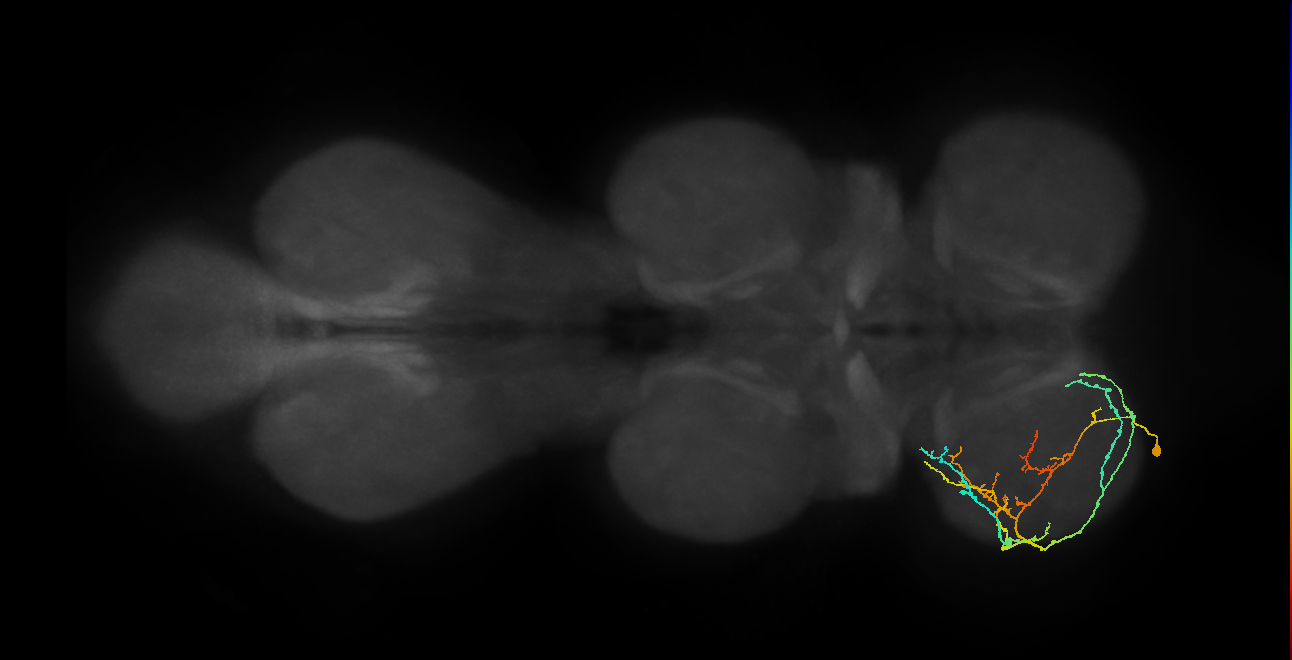 IN08A036_L (MaleCNS:818217)