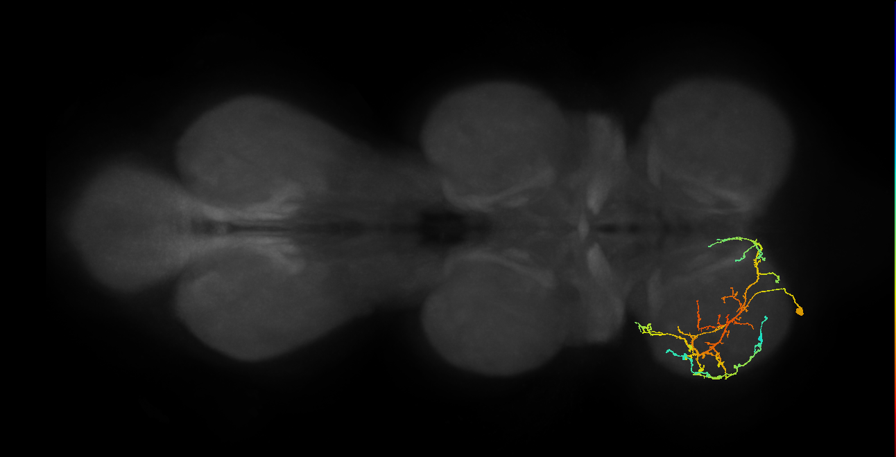 IN08A036_L (MaleCNS:813442)