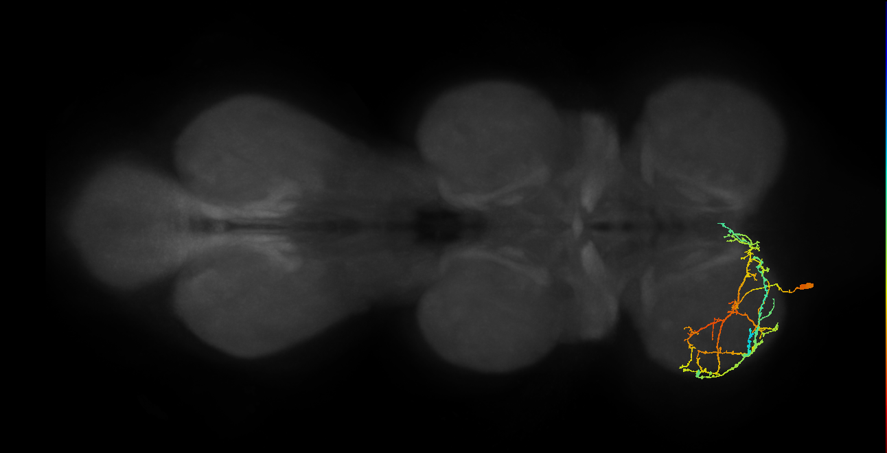 IN08A036_L (MaleCNS:810323)