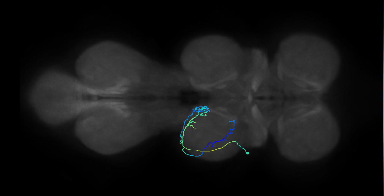 IN08A041_L (MaleCNS:812559)