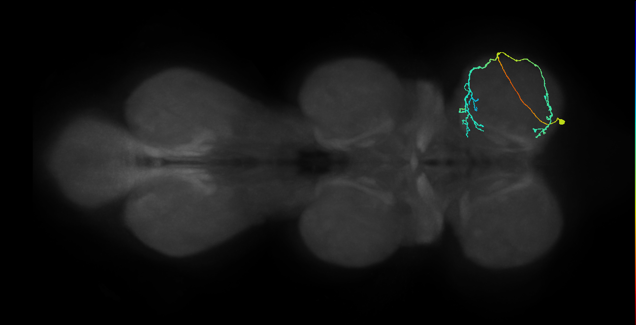 IN08A041_R (MaleCNS:817366)