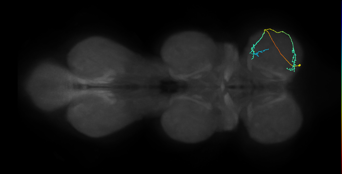 IN08A041_R (MaleCNS:819771)