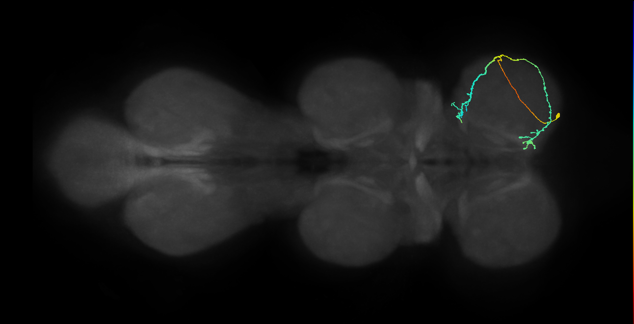 IN08A041_R (MaleCNS:820037)