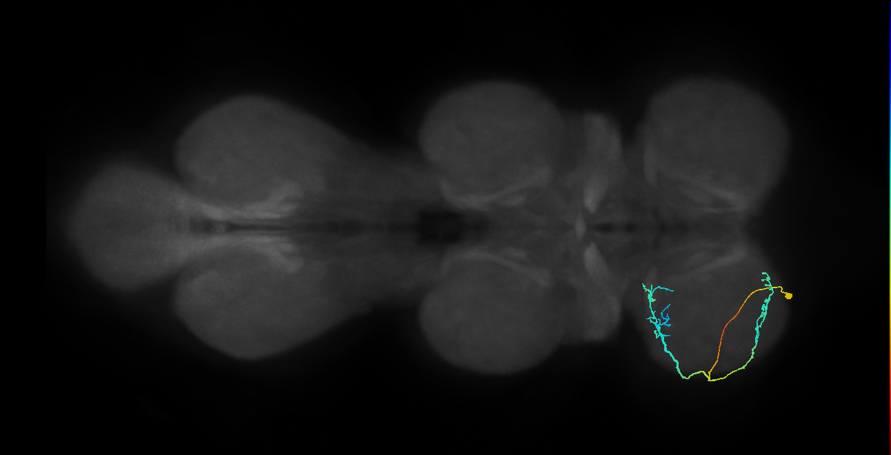 IN08A041_L (MaleCNS:813424)