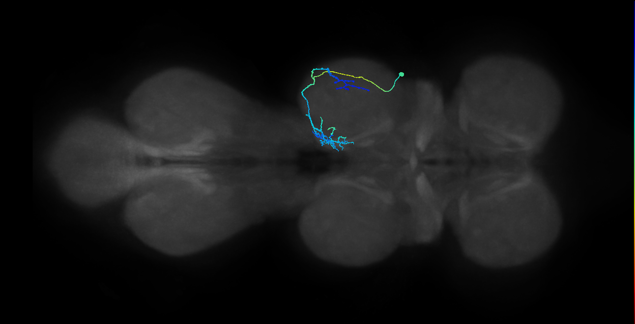 IN08A041_R (MaleCNS:814508)