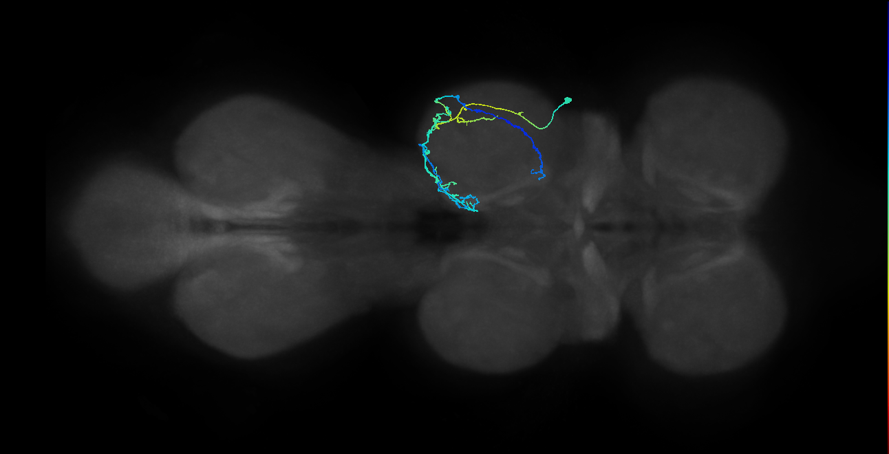 IN08A041_R (MaleCNS:820601)