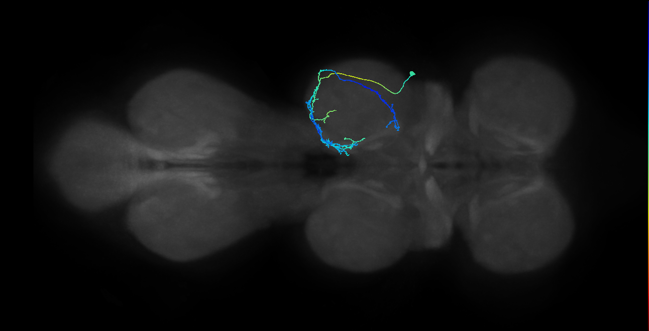 IN08A041_R (MaleCNS:912230)