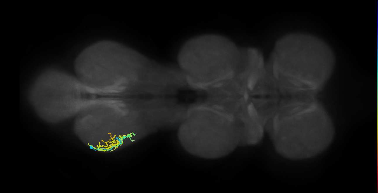 IN08A043_L (MaleCNS:808202)