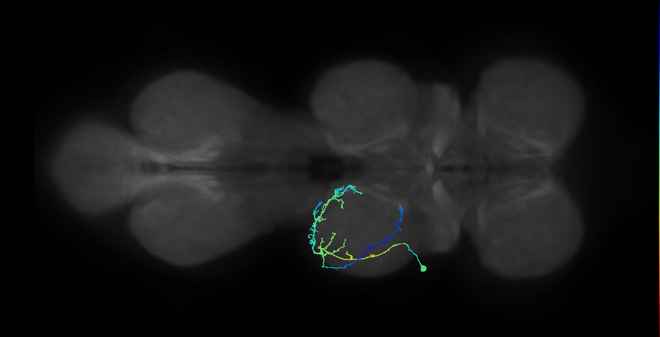 IN08A043_L (MaleCNS:819341)