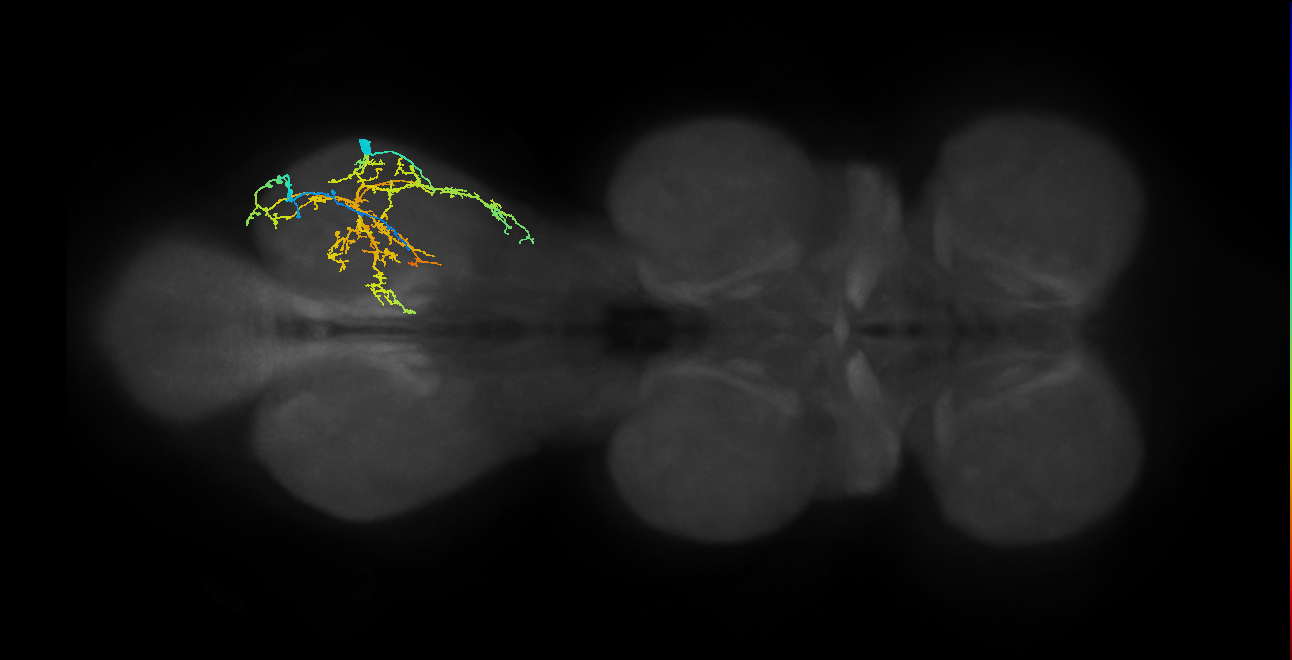 IN08A043_R (MaleCNS:812611)