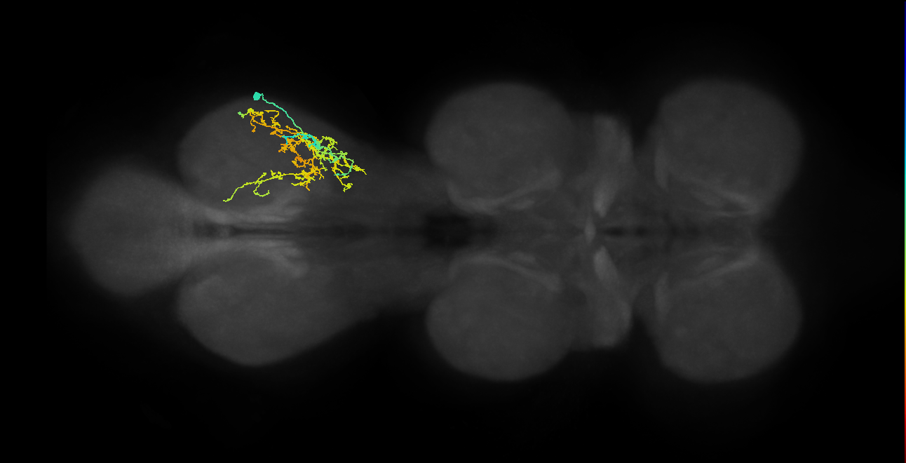IN08A048_R (MaleCNS:803441)