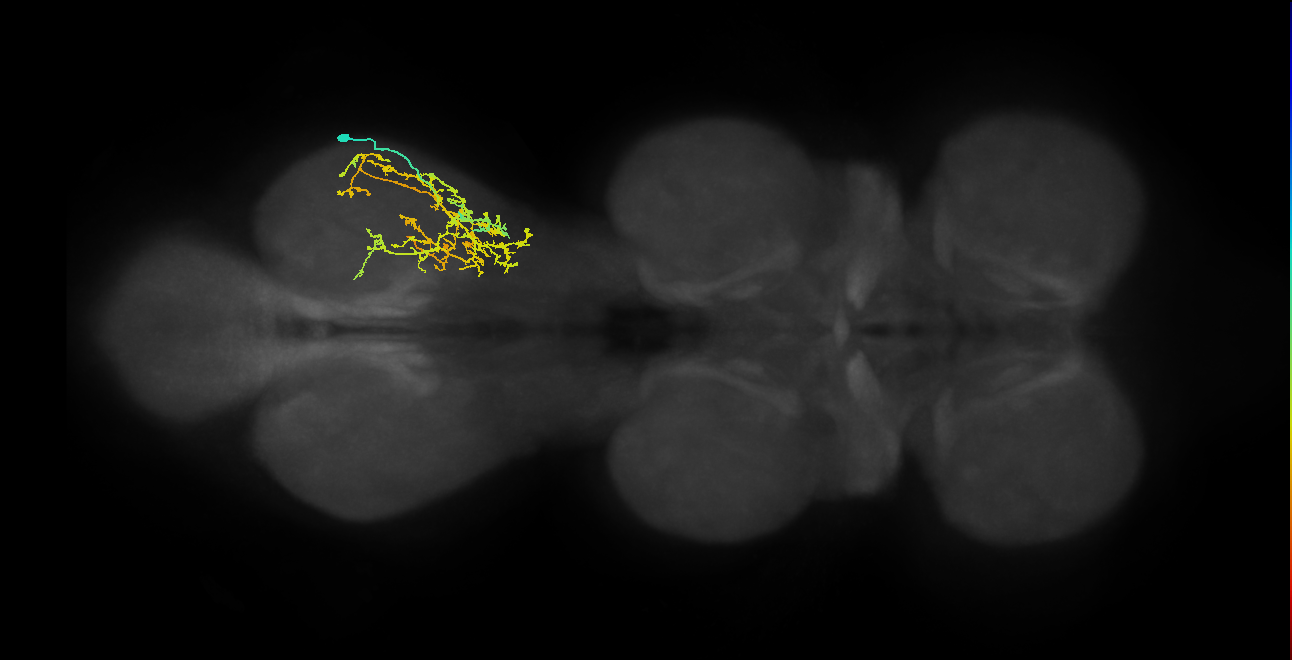IN08A048_R (MaleCNS:822437)