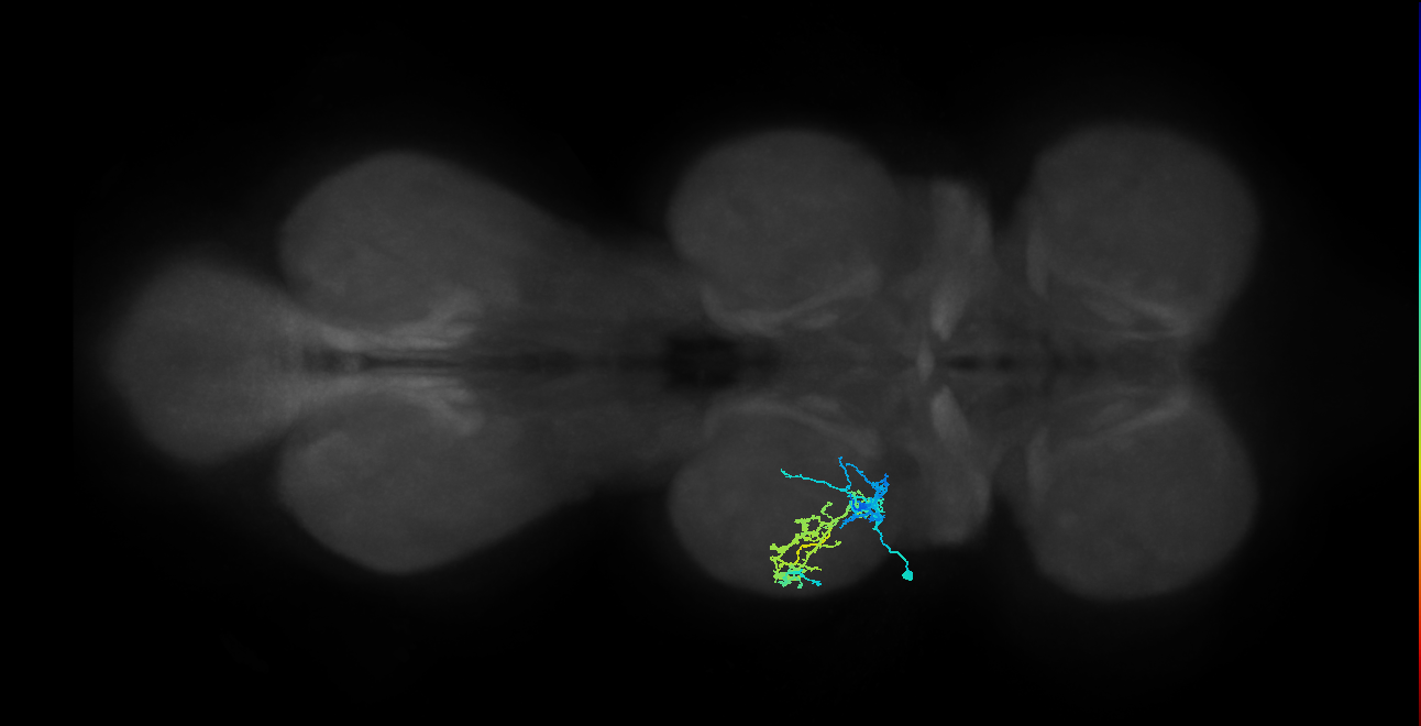 IN08A049_L (MaleCNS:810257)