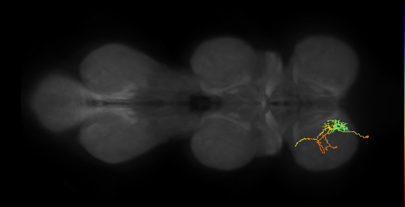 IN08A050_L (MaleCNS:814395)
