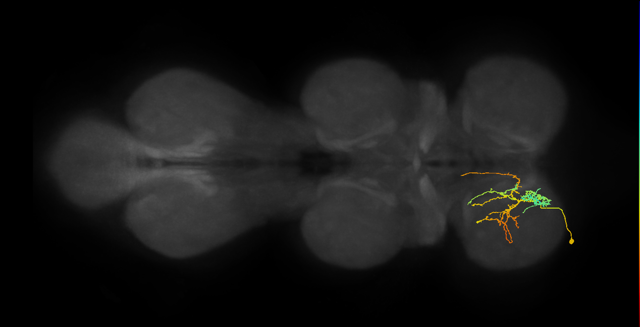 IN08A050_L (MaleCNS:801880)