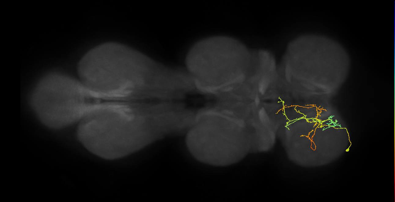 IN08A050_L (MaleCNS:906103)