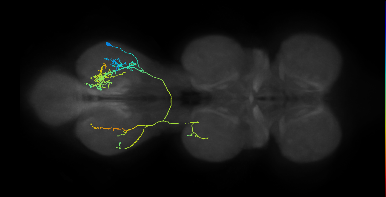 IN08B065_R (MaleCNS:907005)