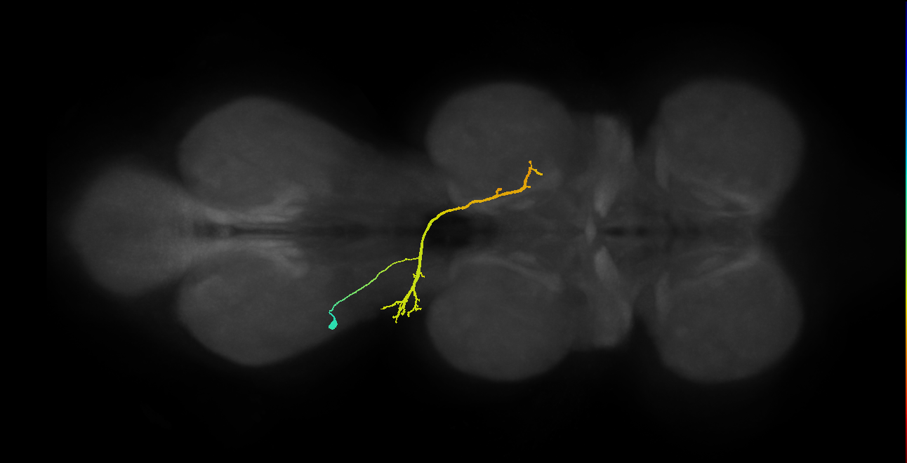 NB3-3 lineage neuron