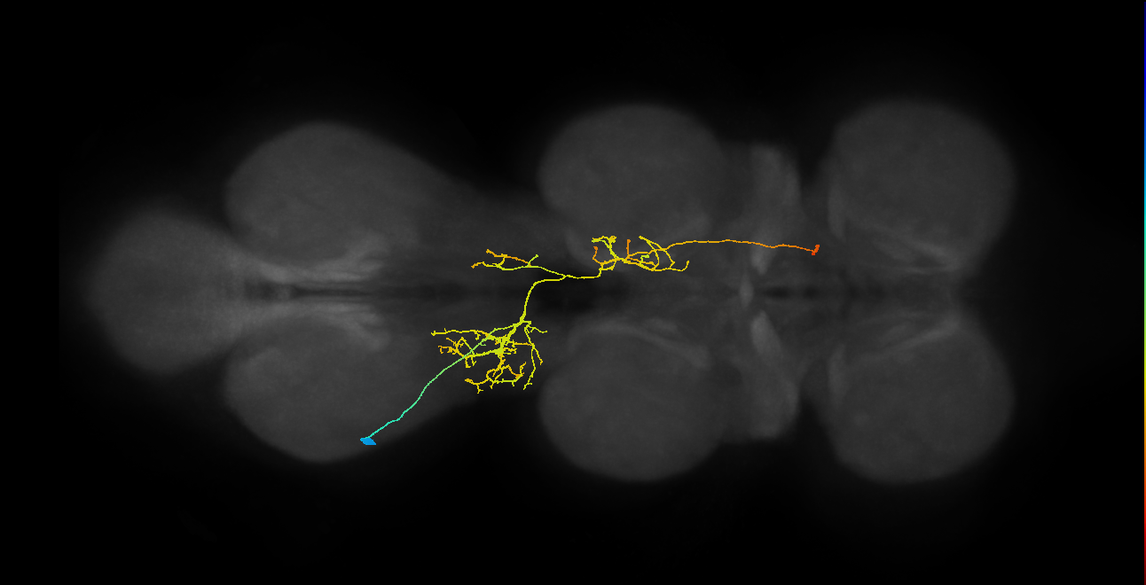 IN08B108_L (MaleCNS:813049)