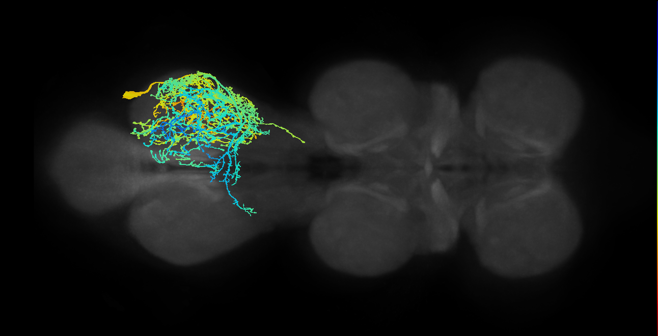 IN09A001_R (MaleCNS:800048)