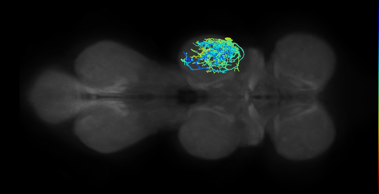 IN09A002_R (MaleCNS:800896)