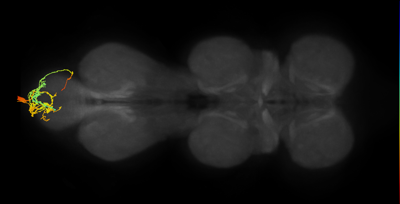IN09A005_R (MaleCNS:936810)