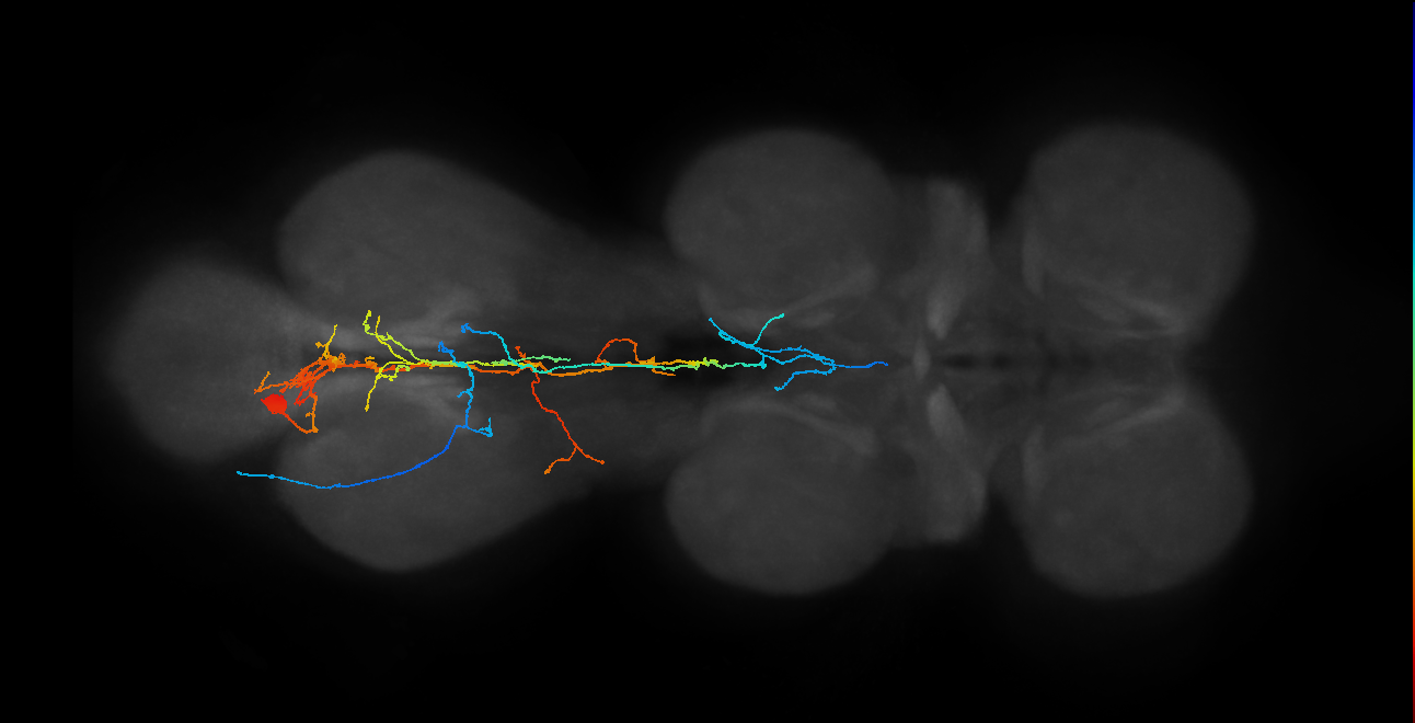 IN09A005_L (MaleCNS:812884)