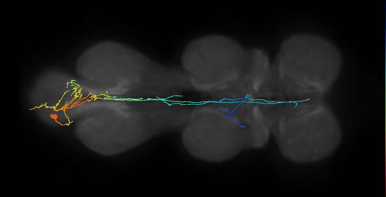 IN09A005_L (MaleCNS:813076)