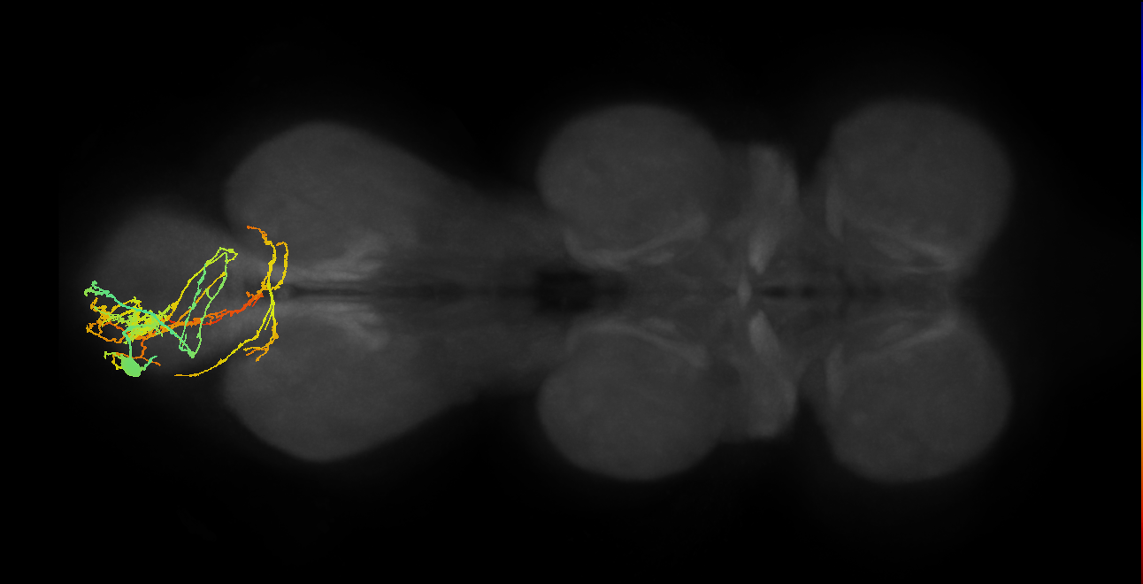 IN09A005_L (MaleCNS:808183)