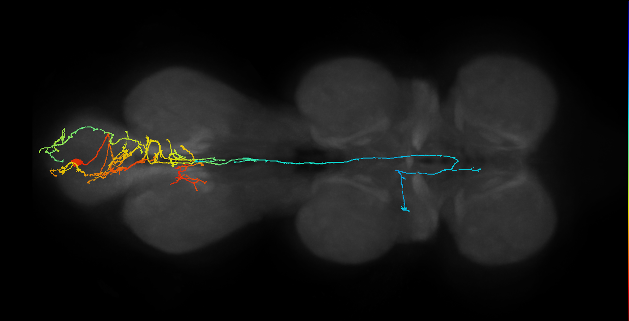 IN09A005_R (MaleCNS:813104)