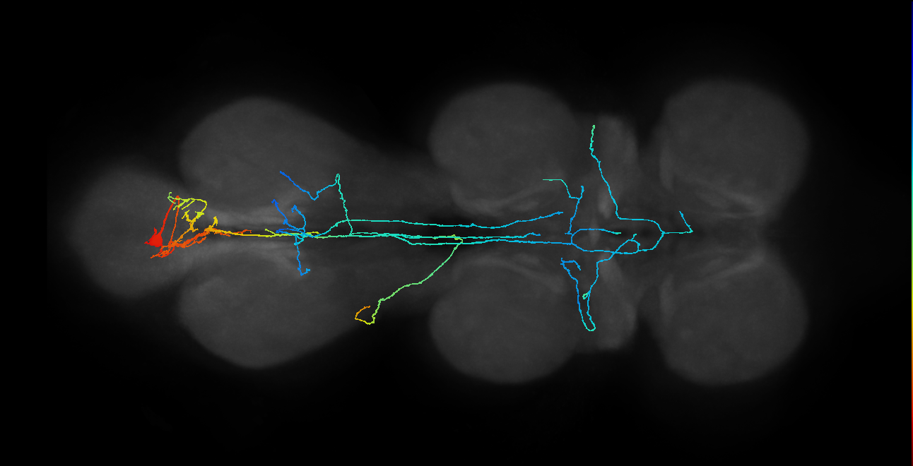 IN09A005_R (MaleCNS:819096)